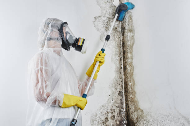 Best Attic Mold Remediation in Lillian, AL