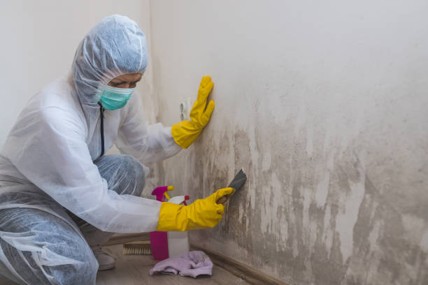 Best Attic Mold Remediation in Lillian, AL