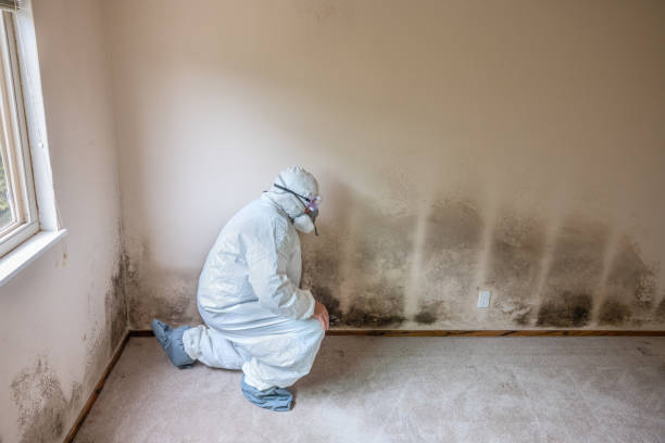 Best Industrial Mold Remediation in Lillian, AL